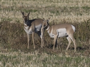 Pronghorn pair