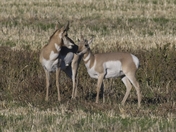 Pronghorn pair