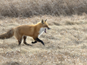 Yawning on the run