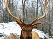 Junior Elk