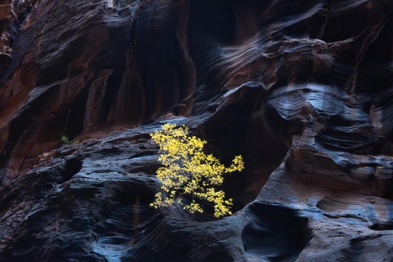 Zion National  Park