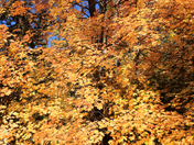 Coronado National Forest