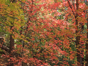 Coronado National forest