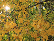 Coronado National Forest
