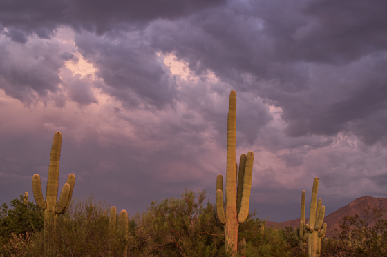 Saguaro National Park