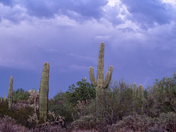 Saguaro National Park West
