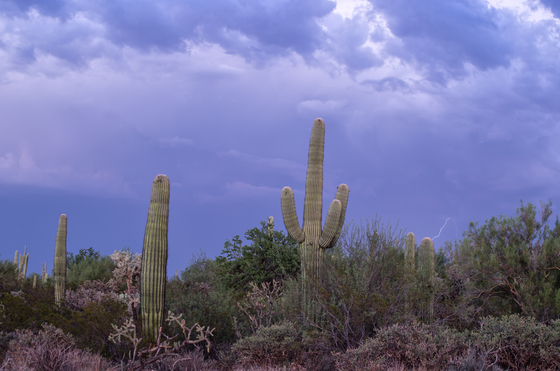 Saguaro National Park West