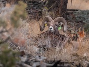 Somebody's Watching Me