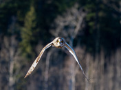 Short-eared Owl Season