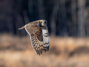 Short-eared Owl Season