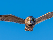 Short-eared Owl Season