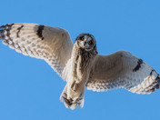 Short-eared Owl Season