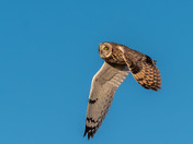 Short-eared Owl Season