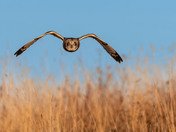 Short-eared Owl Season