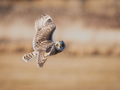 Short-eared Owl Season
