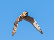 Short-eared Owl Season