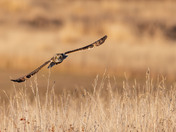 Short-eared Owl Season