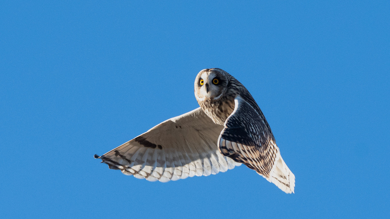 Short-eared Owl Season