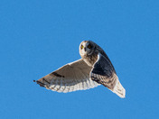 Short-eared Owl Season