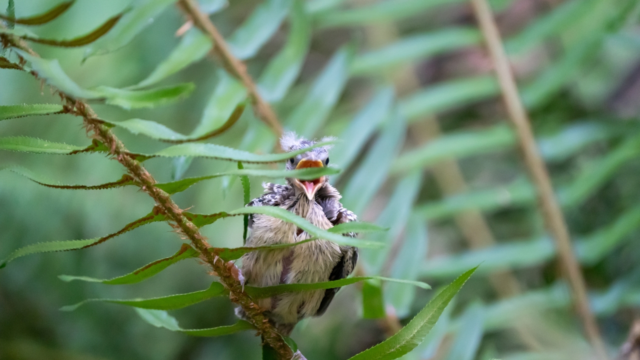 Professional Screamer