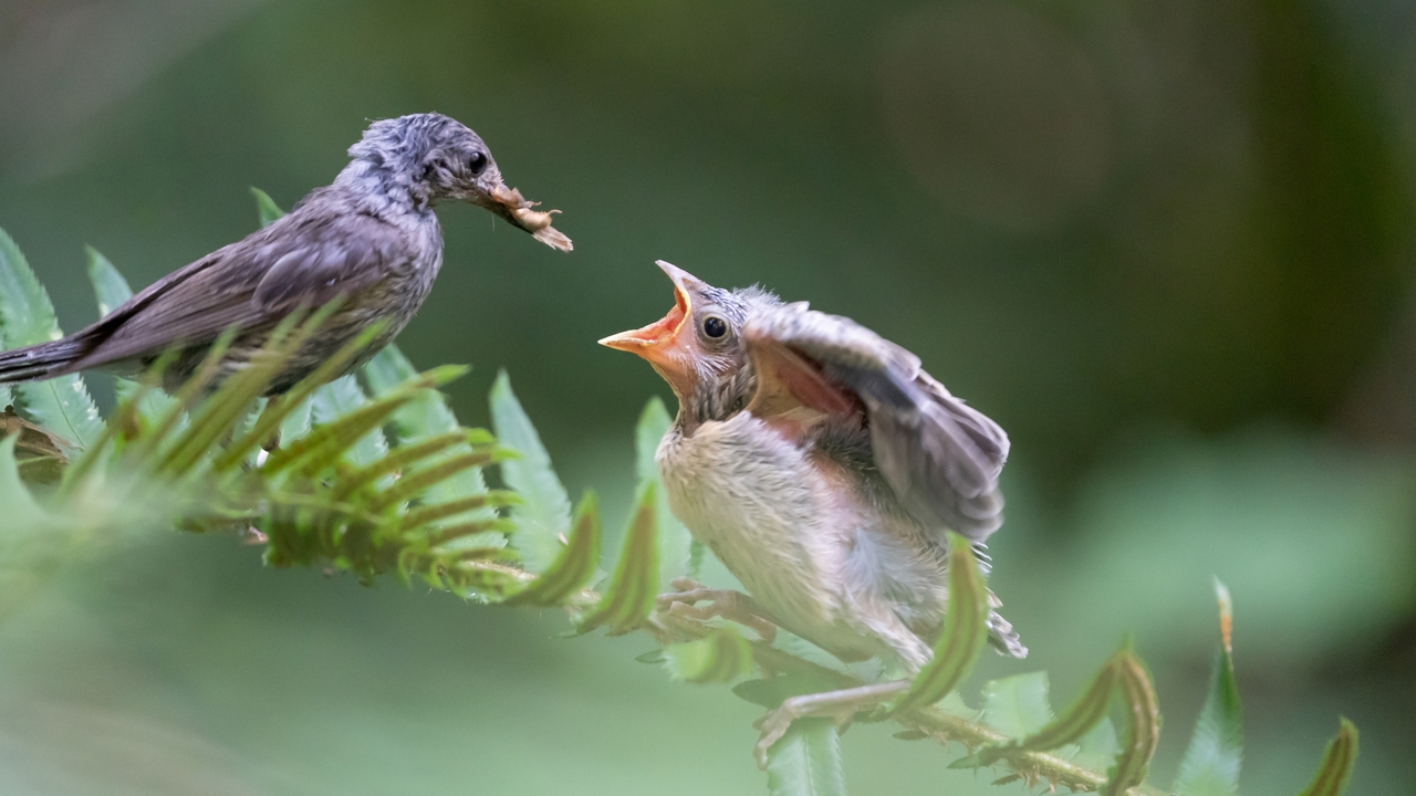 Yellow-rumped Audubon’s Warbler chick