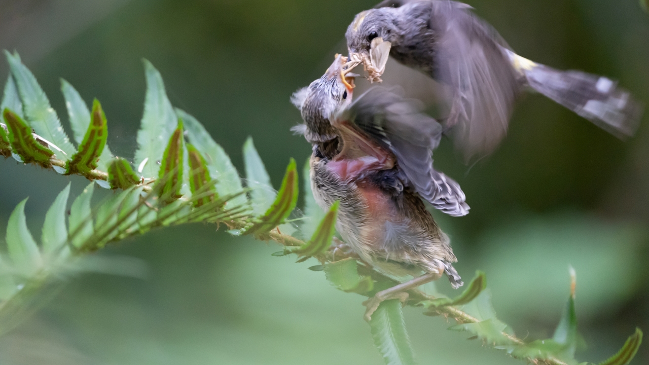 Yellow-rumped Audubon’s Warbler chick