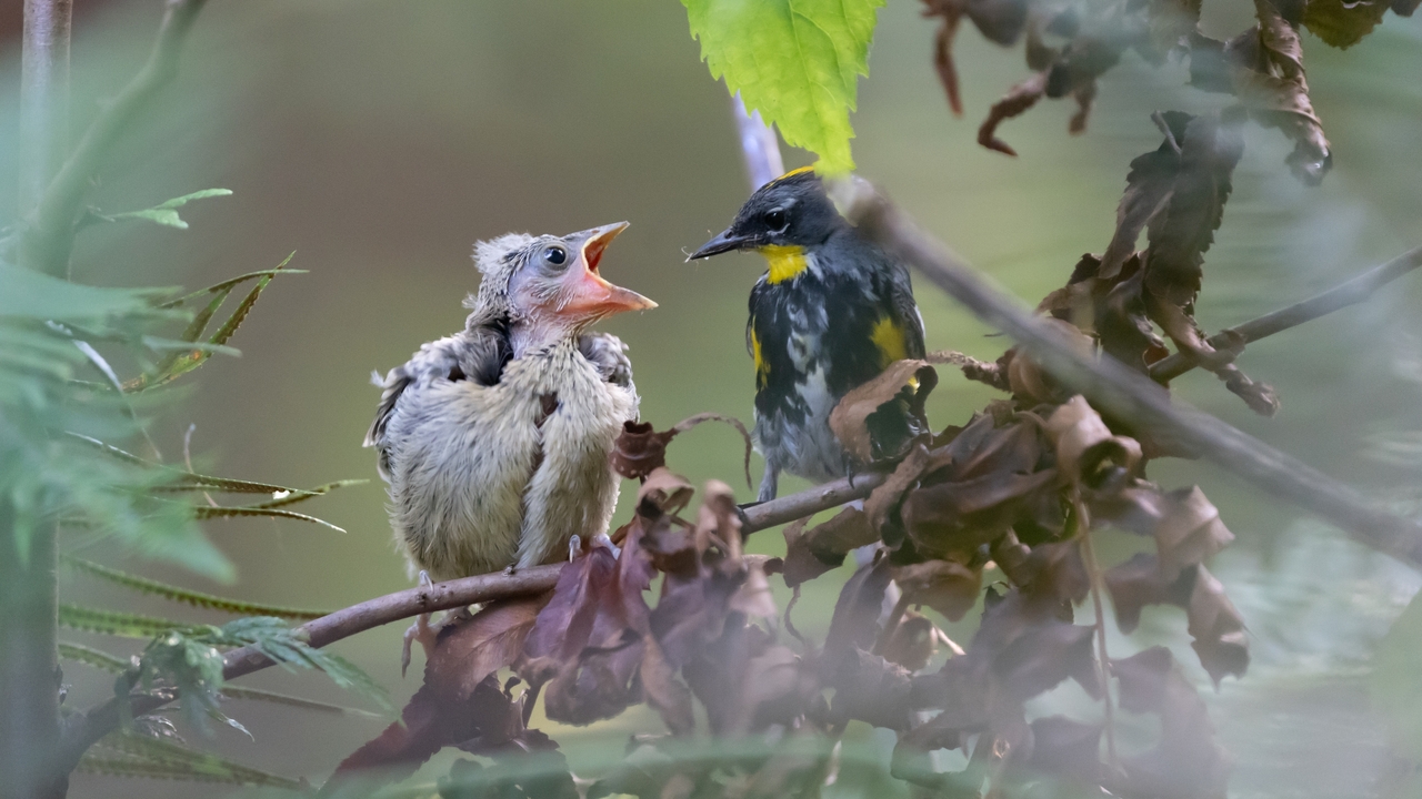 Yellow-rumped Audubon’s Warbler