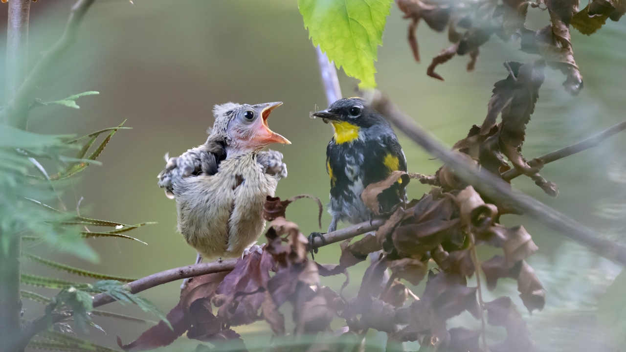 Yellow-rumped Audubon’s Warbler