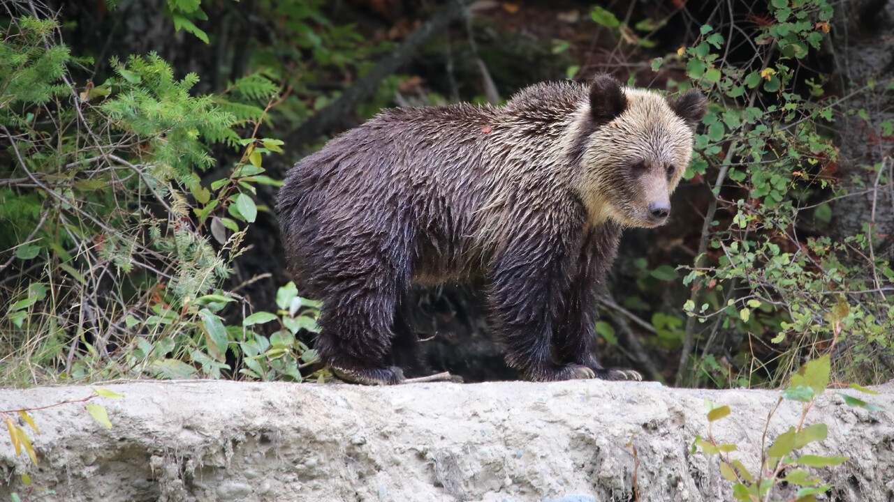 Grizzly Cub of the Year