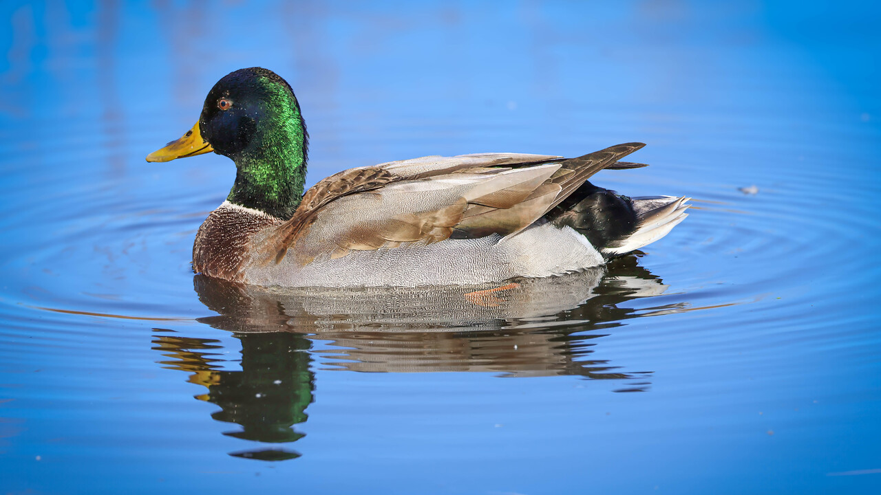 Mallard Duck