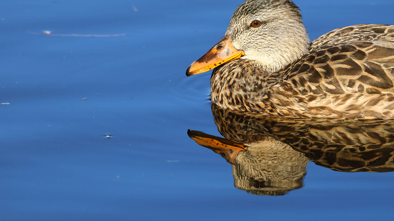 Female Mallard