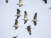The great Sandhill Crane Migration
