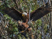 Twin Lakes State Beach Schwan Lake