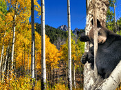 Black Bear at Banff Nationalpark