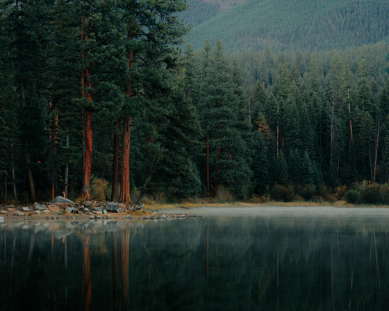 Flathead National Forest