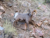 Pike National Forest
