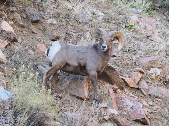 Pike National Forest