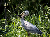 Heron With Lunch