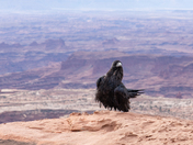 Canyonlands National Park