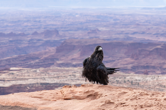 Canyonlands National Park