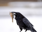 Grand Teton National Park
