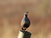 Point Reyes National Seashore