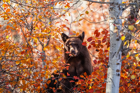Grand Teton National Park