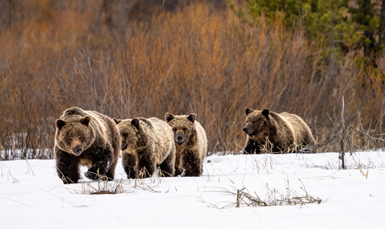 Grand Teton National Park