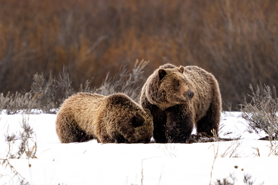 Grand Teton National Park