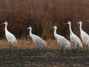 Sandhill Cranes