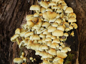 Cluster of Yellow Mushrooms