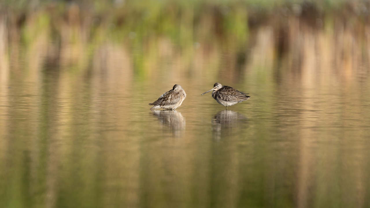 Long-billed Dowitchers