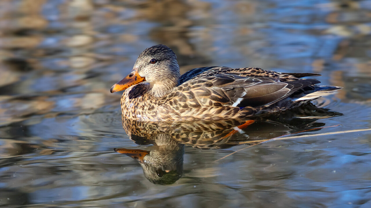Mallard (female)