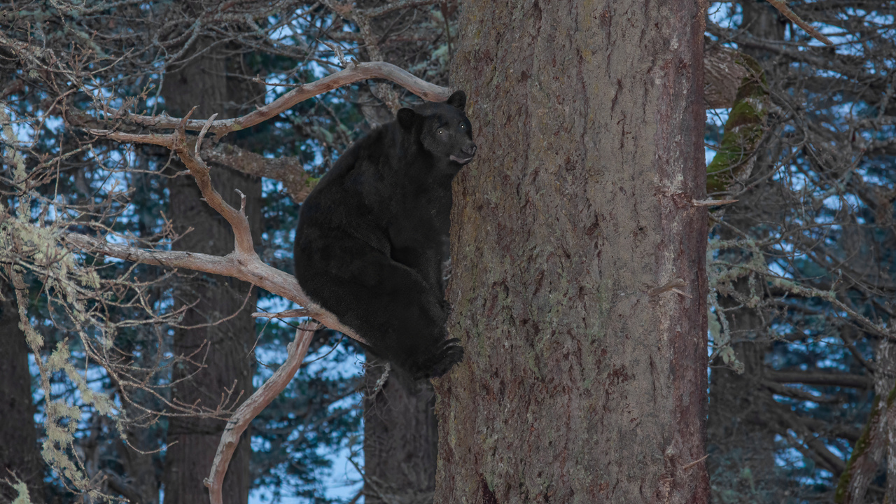 Bear in a Tree